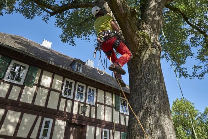 Baumpflegearbeiten